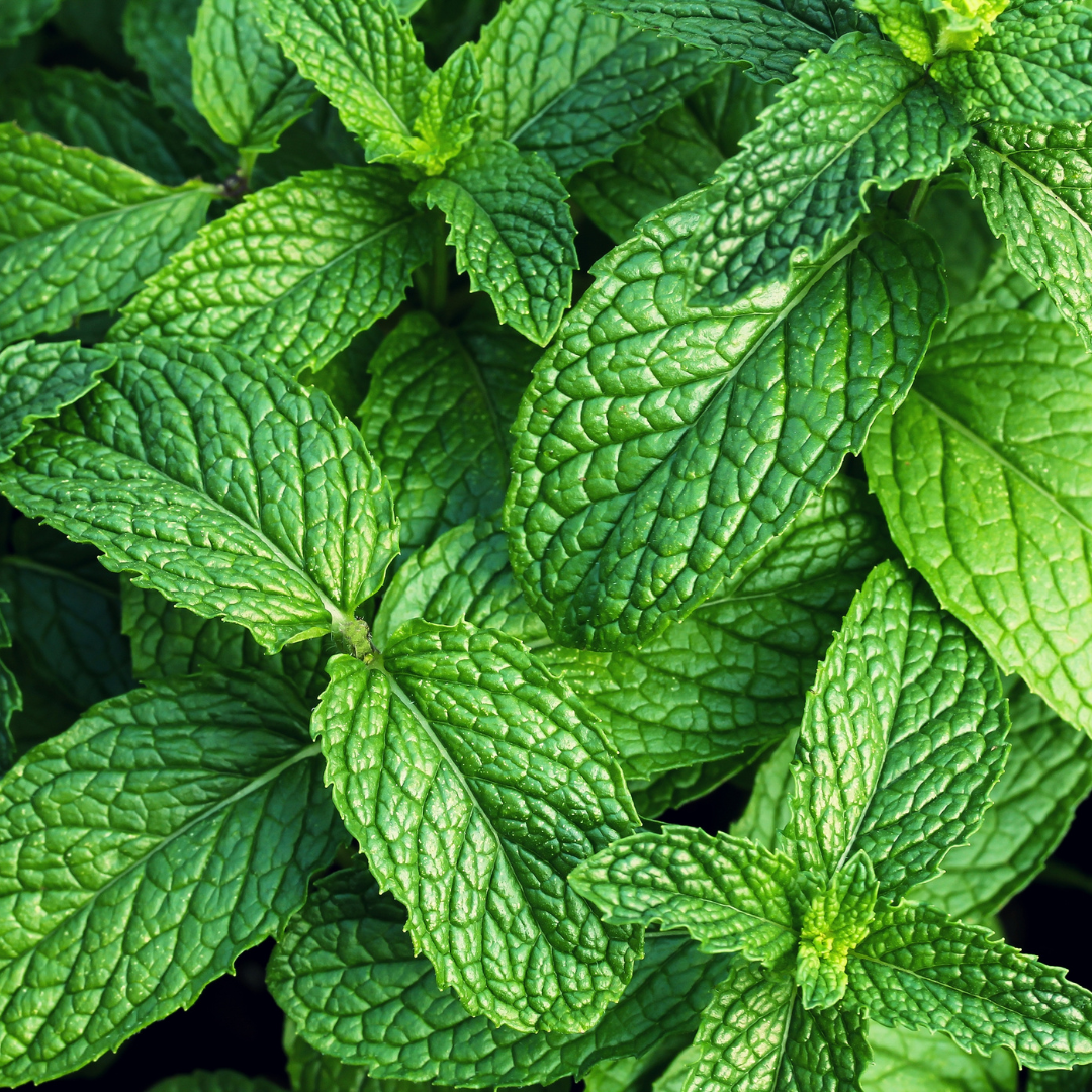 Fresh Mint Travel Size Room & Linen Spray