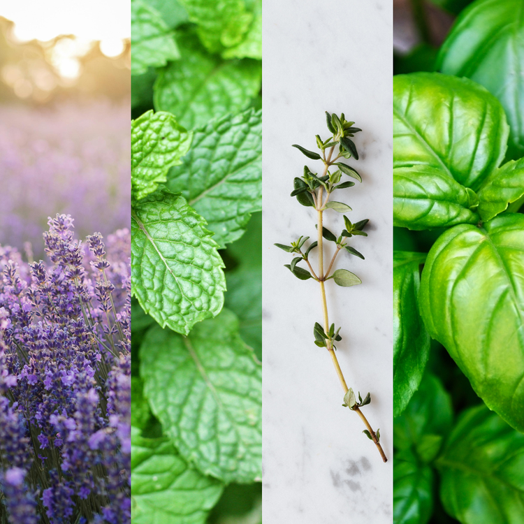 Aromatic Collection