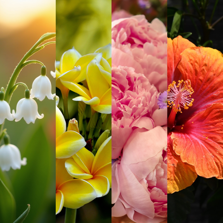 Floral Collection