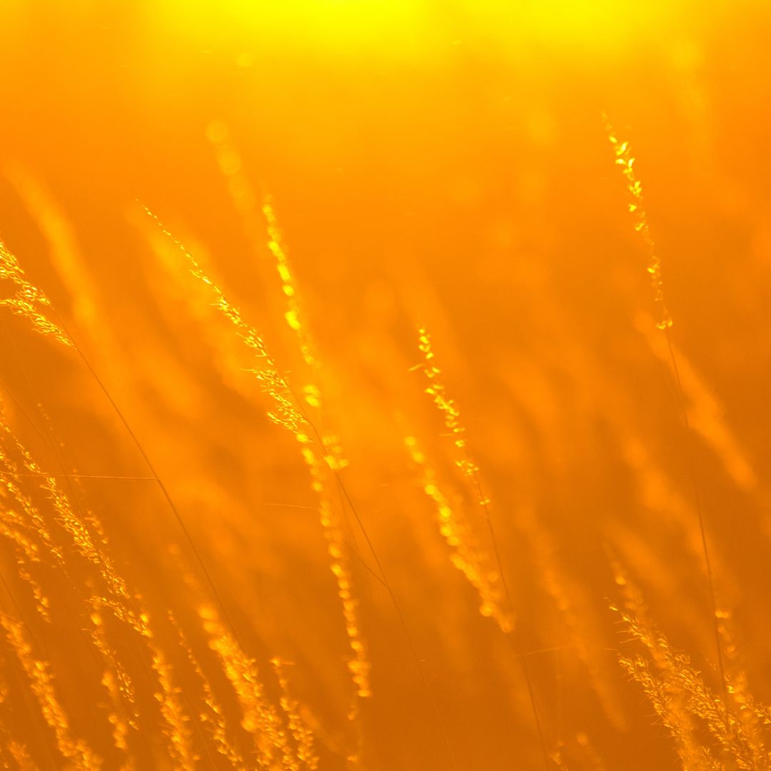 Golden Hour - Travel Size Room & Linen Spray