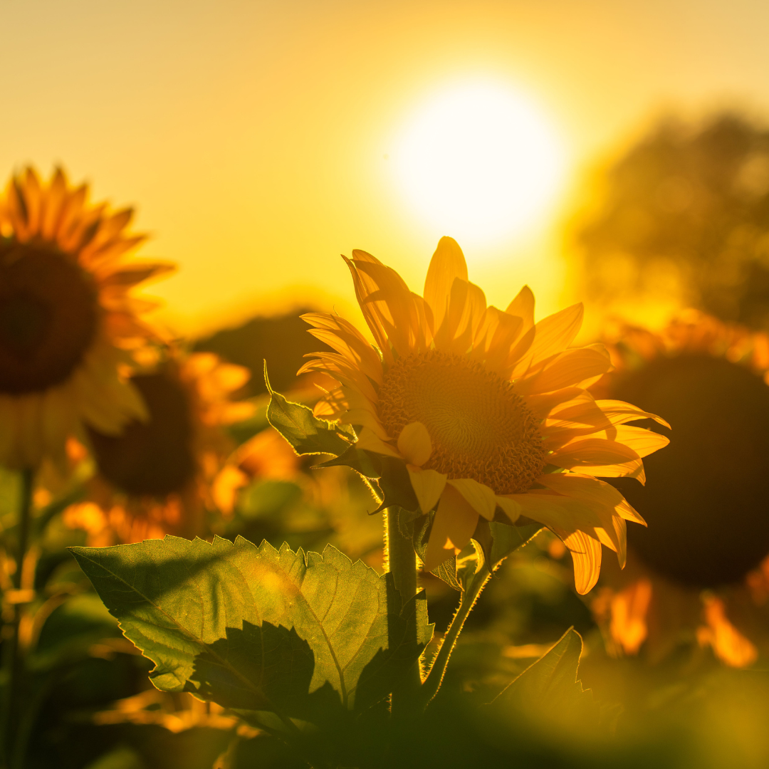 Sunflower Mini Room & Linen Spray