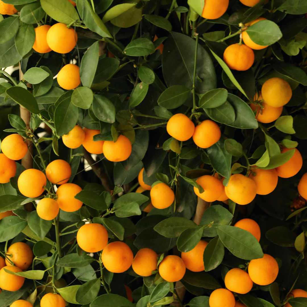 Tarocco Orange Mini Room & Linen Spray