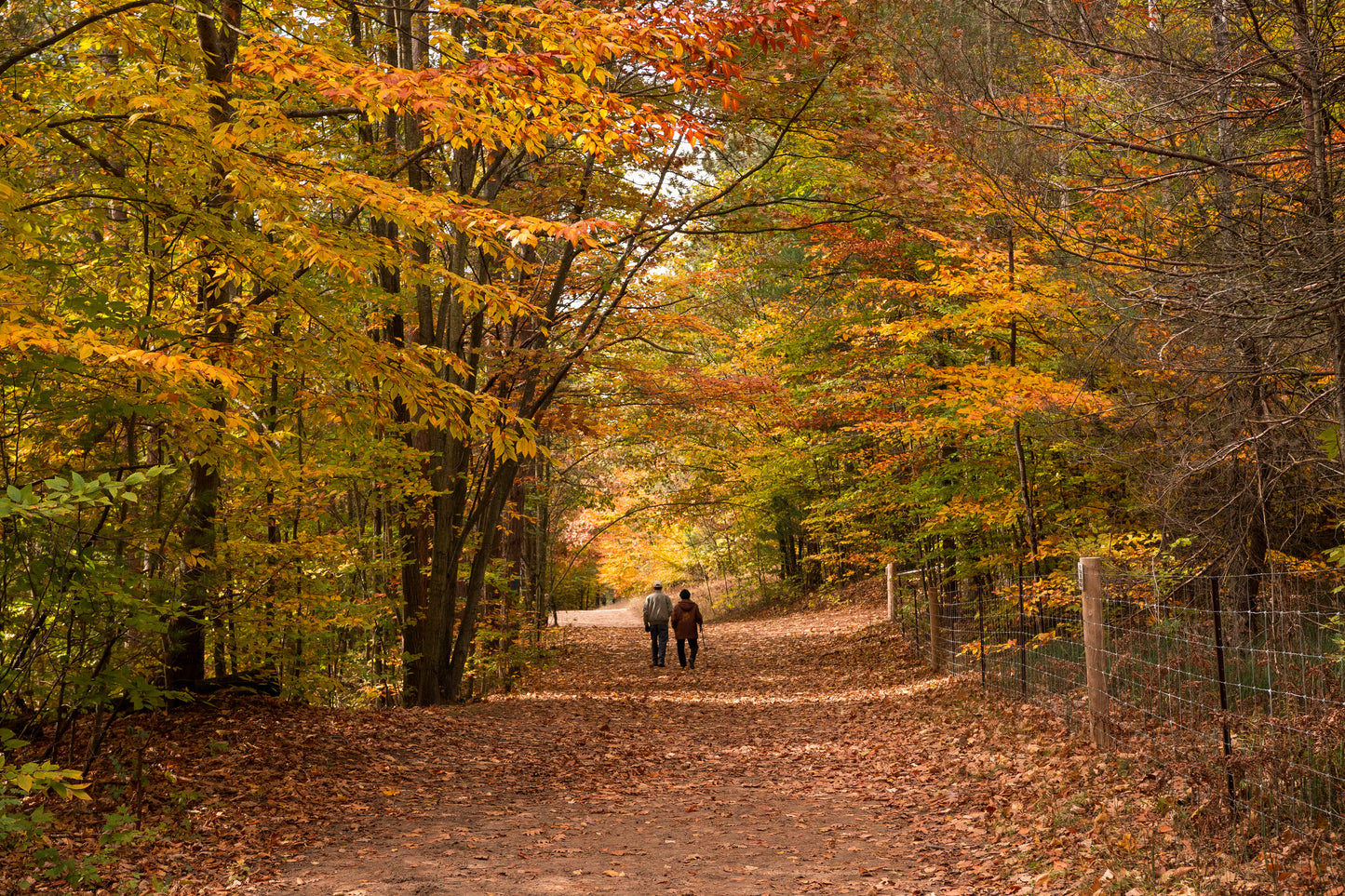 Fall Forest Room & Linen Spray